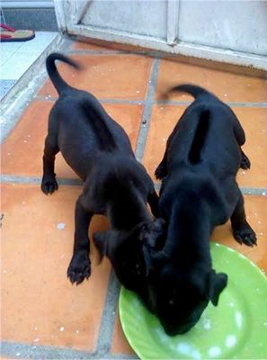 Chó Phú Quốc Đen phong thuỷ. Mua bán Chó tại Quận 12 Tp Hồ Chí Minh được đăng bởi Penta Store