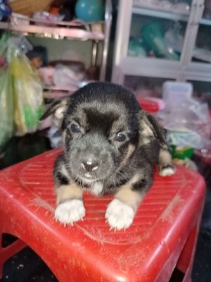 Chó con nhà đẻ giống cái nhỏ con