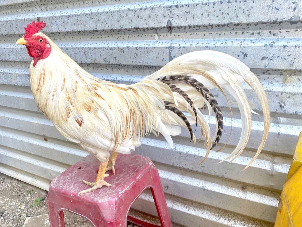 Gà bướm xinh 2.6kg tay tốt. Mua bán Gà tại Quận Cái Răng Cần Thơ được đăng bởi Tú Gà Đá Cần Thơ  hình 1