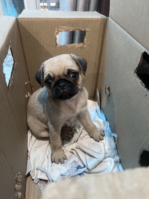 Bán chó Pug con. Mua bán Chó tại Quận Tân Bình Tp Hồ Chí Minh được đăng bởi Tên chưa cung cấp