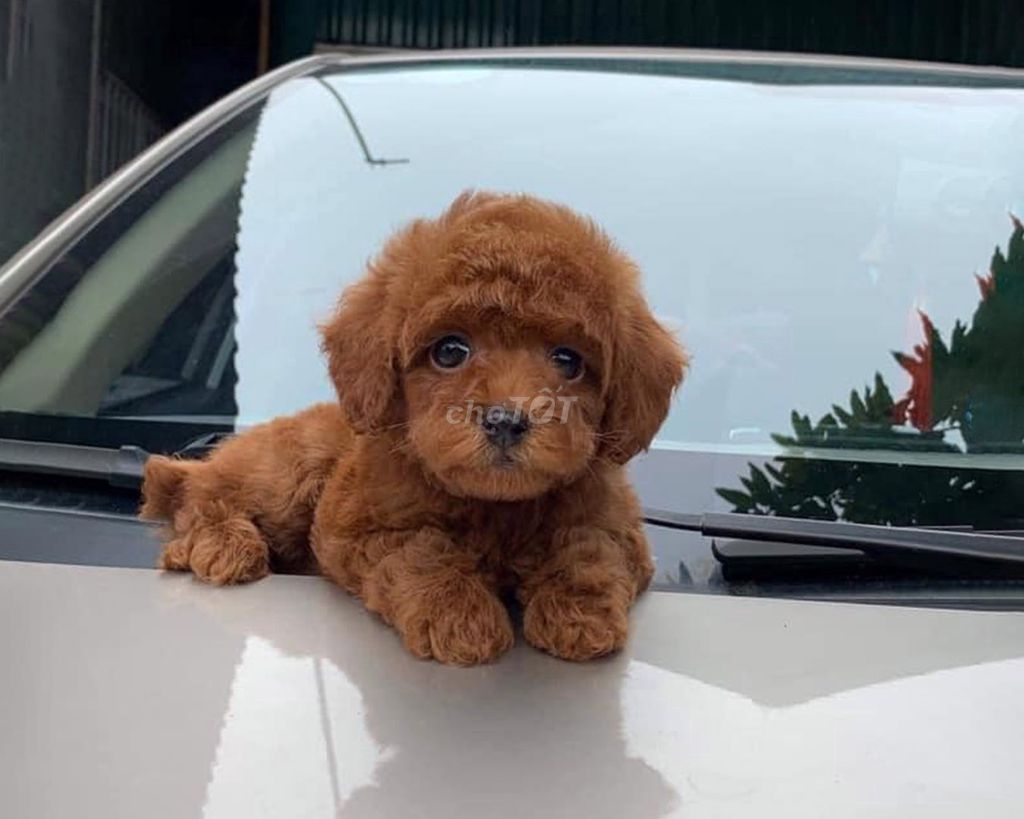 POODLE THUẦN CHỦNG ĐỦ MÀU - NHÌN LÀ YÊU. Mua bán Chó tại Quận 6 Tp Hồ Chí Minh được đăng bởi O PET  Thế Giới Thú Cưng hình 1