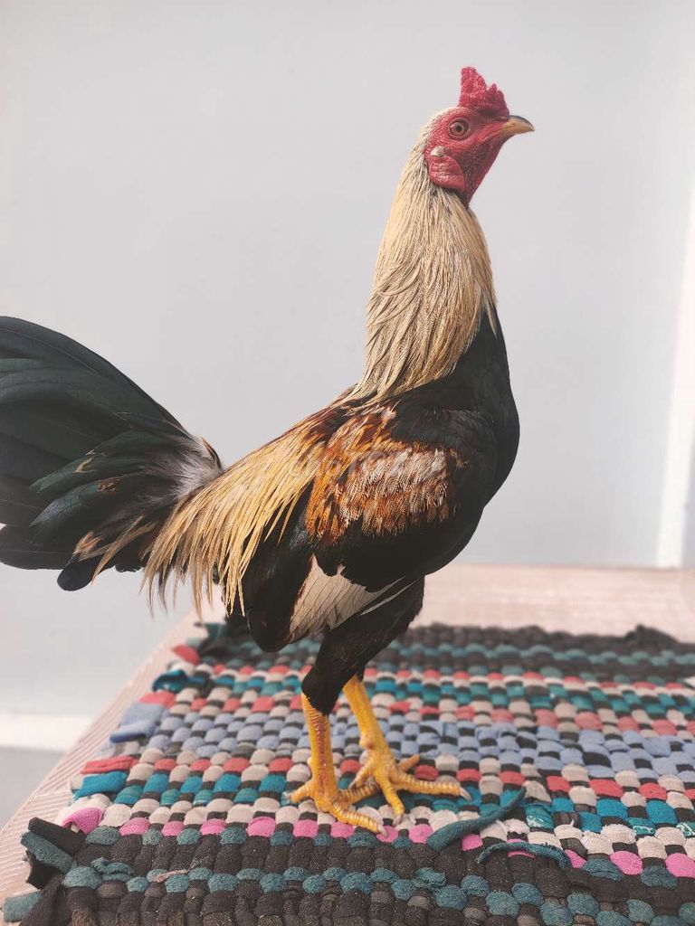 Gà chọi Đực 1.25kg Đen, vàng, đỏ. Mua bán Gà tại Thành phố Mỹ Tho Tiền Giang được đăng bởi Trại Gà Tre hình 1