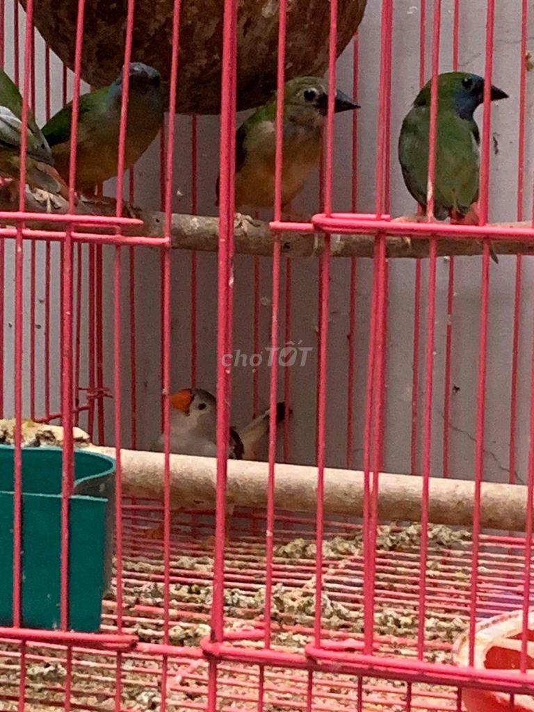 Chim manh manh mái đã đẻ. Mua bán Chim tại Quận Tân Phú Tp Hồ Chí Minh được đăng bởi Tí hình 1