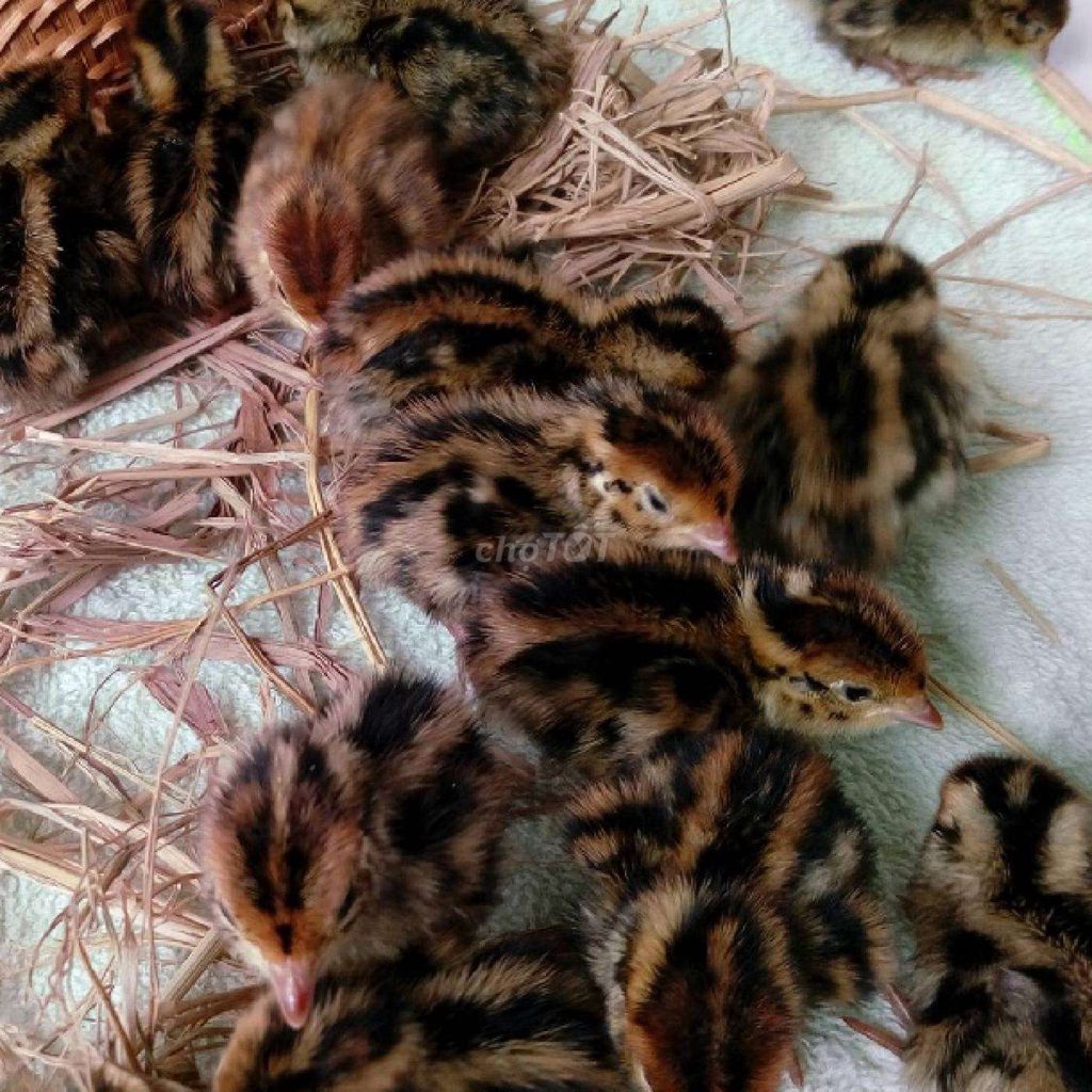 Chim Cút. Mua bán Chim tại Huyện Củ Chi Tp Hồ Chí Minh được đăng bởi THANG hình 1