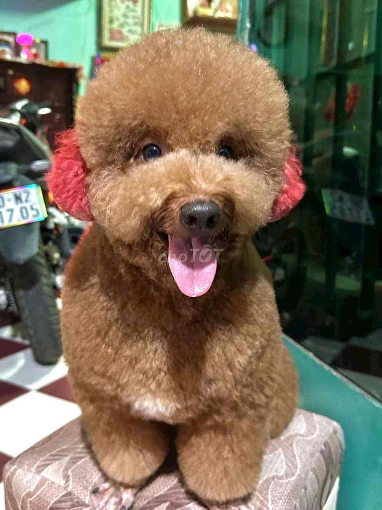 Chó Lạp Xưởng Lai Poodle. Mua bán Chó tại Quận Bình Tân Tp Hồ Chí Minh được đăng bởi Hoàng Sang hình 1