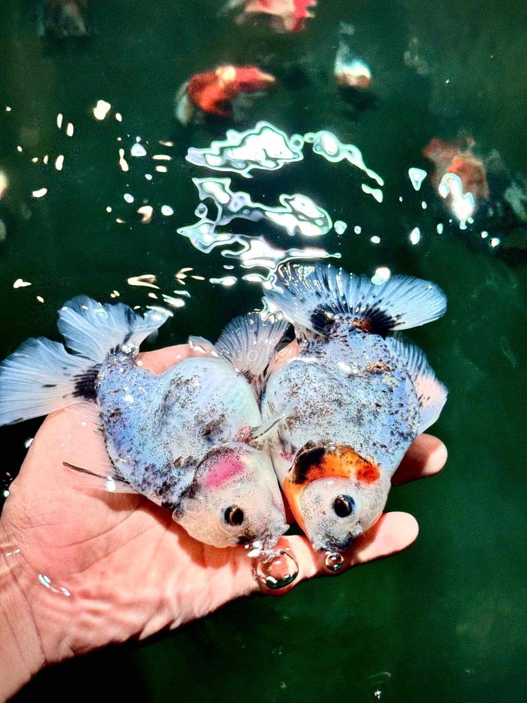Cá vàng oranda ranchu 150.000-600.000 ở Hóc Môn