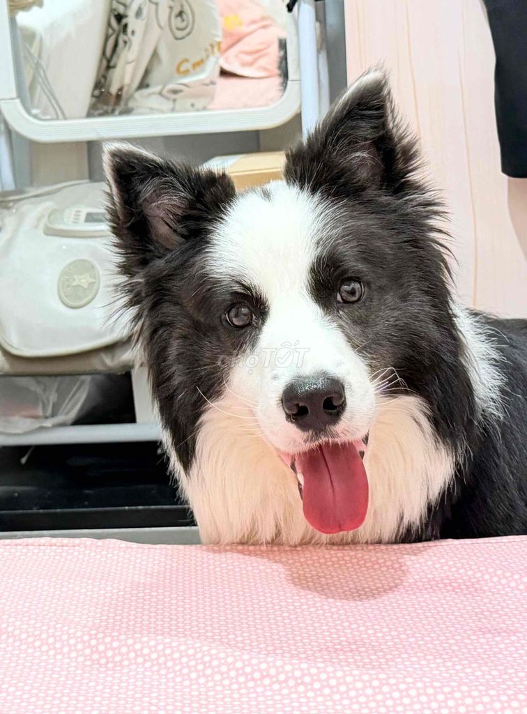 Chó Border Collie đực 1 tuổi. Mua bán Chó tại Quận 6 Tp Hồ Chí Minh được đăng bởi Hà Thanh hình 1