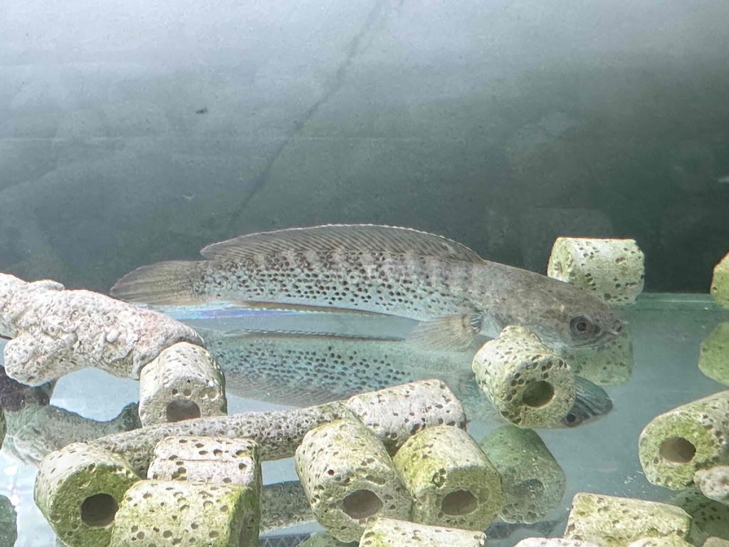 do bận việc ko chăm đc nên cần pass. Mua bán Thú cưng khác tại Quận 4 Tp Hồ Chí Minh được đăng bởi Tuấn Minh hình 1