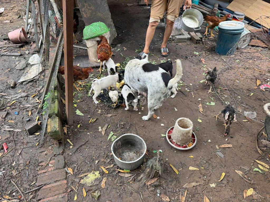 Cho mẹ và cả đàn con 6 con. Mua bán Chó tại Huyện Long Thành Đồng Nai được đăng bởi Nguyen xuan duc hình 2