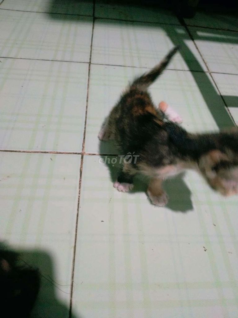 Mèo Đen Đực. Mua bán Mèo tại Thành phố Châu Đốc An Giang được đăng bởi Thịnh Bầu Trời Trắng hình 1