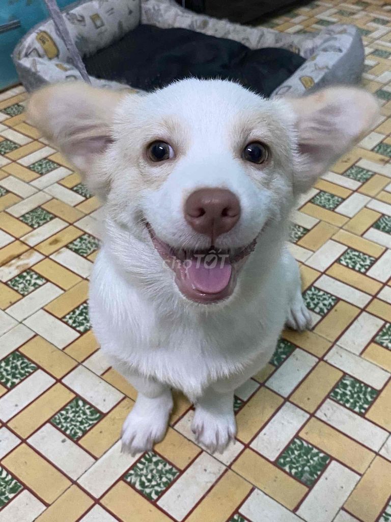 Chó Corgi lai Phốc Sóc đực Trắng. Mua bán Chó tại Quận 6 Tp Hồ Chí Minh được đăng bởi MỸ LOAN hình 1