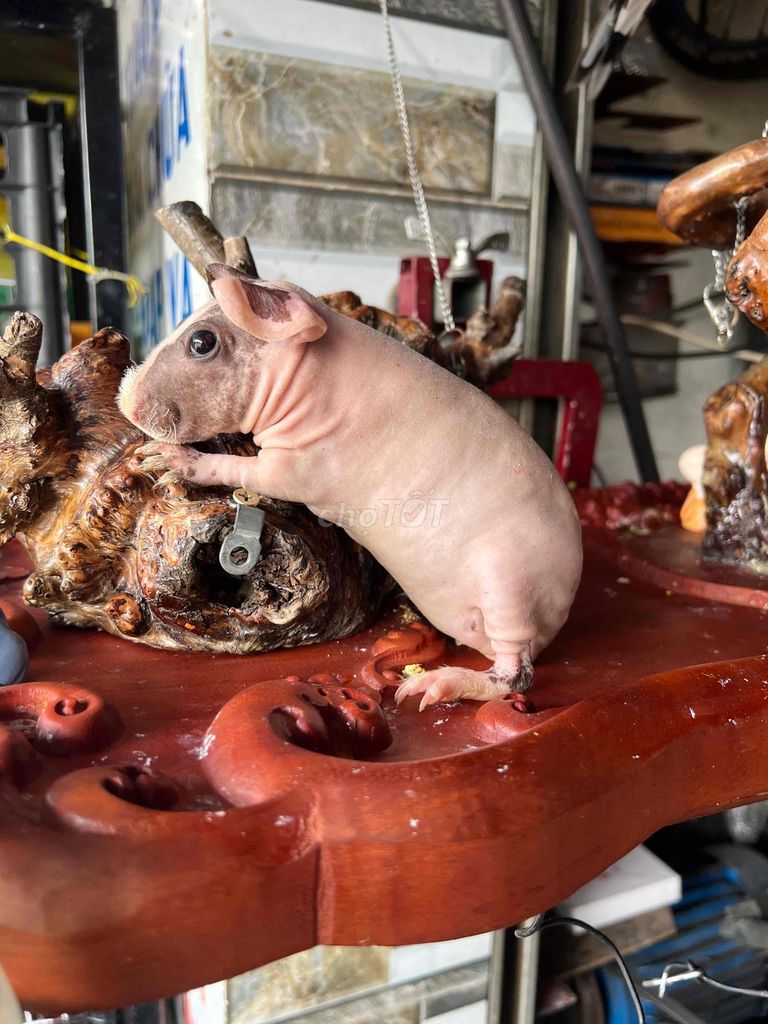 Thú cưng Hà mã mini Hồng Đen đáng yêu. Mua bán Thú cưng khác tại Thành phố Dĩ An Bình Dương được đăng bởi trọng tính hình 1