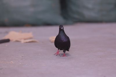 TUYỂN NHÂN VIÊN LÀM HÀNG THỦ CÔNG