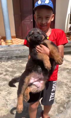 Chó Becgie đen nâu 6-7kg đã tiêm