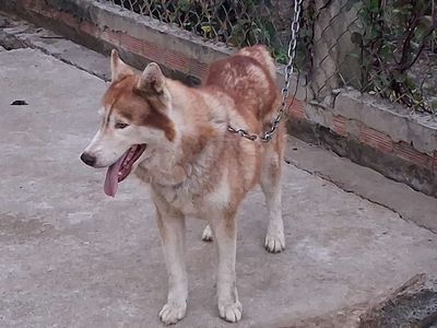 Chó Husky đực