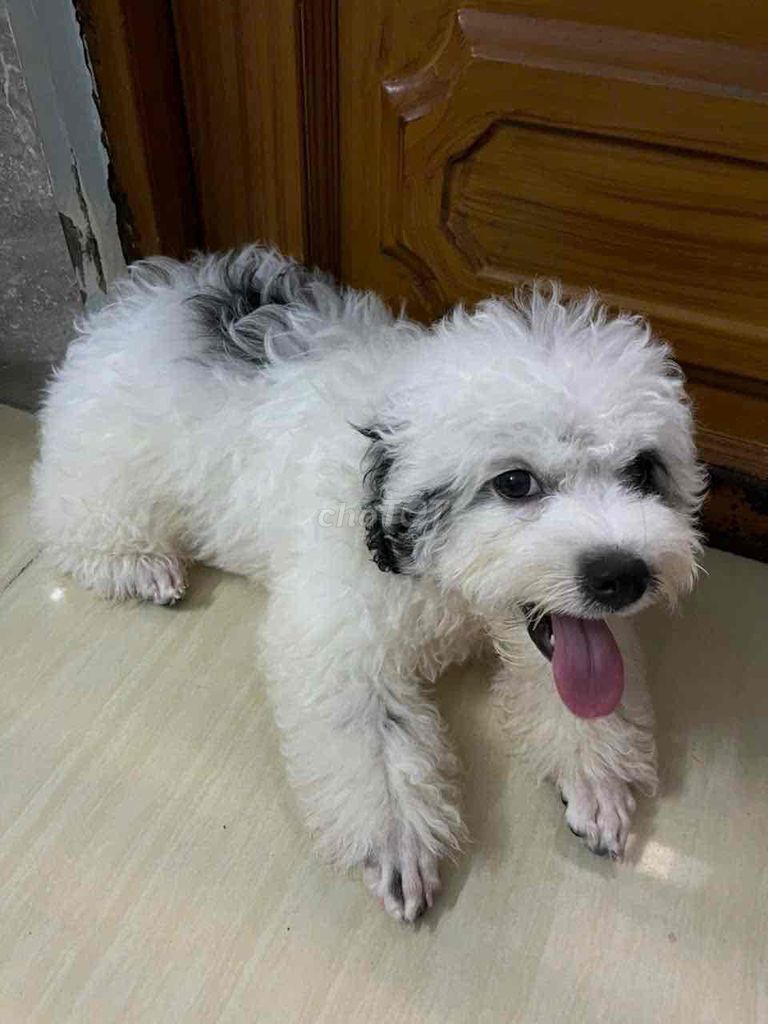 Chó Poodle. Mua bán Chó tại Quận Tân Phú Tp Hồ Chí Minh được đăng bởi Anh phường hình 1