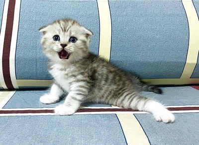 Mấy bé Mèo Anh Lông ngắn tìm 🏡 mới