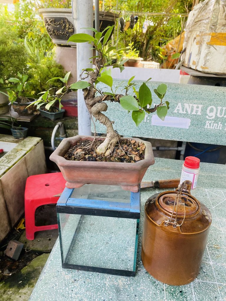 Cây cảnh bonsai Mini để bàn. Mua bán Cây cảnh, đồ trang trí tại Huyện Hóc Môn Tp Hồ Chí Minh được đăng bởi Thích trồng cây hình 1