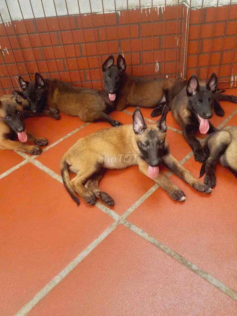Chó Malinois con Nâu đen. Mua bán Chó tại Thành phố Mỹ Tho Tiền Giang được đăng bởi bm hình 1