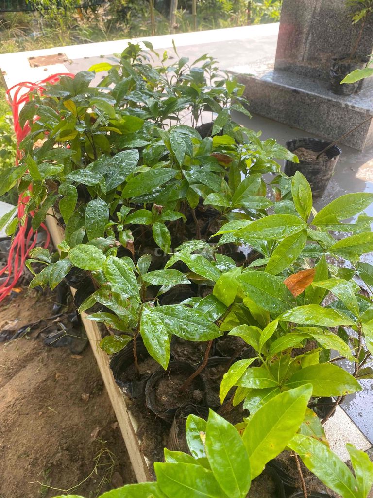 cây giống mai đọt xanh 5 cánh quảng nam. Mua bán Cây cảnh, đồ trang trí tại Huyện Duy Xuyên Quảng Nam được đăng bởi  Lê Tuấn  mai đọt xanh quảng nam hình 1