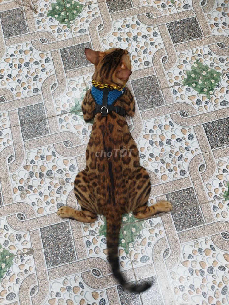 Mèo đực Bengal nhận phối giống . Mua bán Mèo tại Huyện Hóc Môn Tp Hồ Chí Minh được đăng bởi Thư Thư gì cũng có hình 1