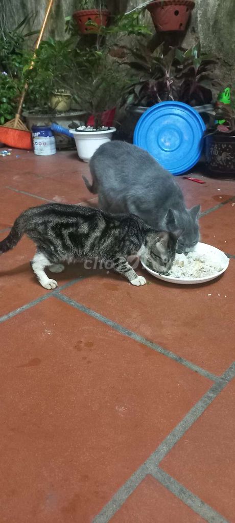 Mèo dọc dưa