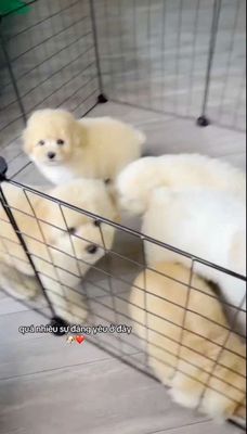 Chó Poodle Tini vàng kem 2 tháng