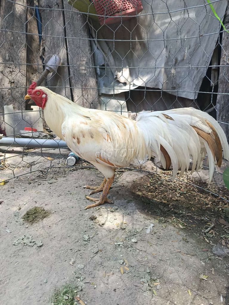 Gà chọi 2.8kg Trắng Đực. Mua bán Gà tại Thị xã Phú Mỹ Bà Rịa - Vũng Tàu được đăng bởi BảoNguyễn hình 1