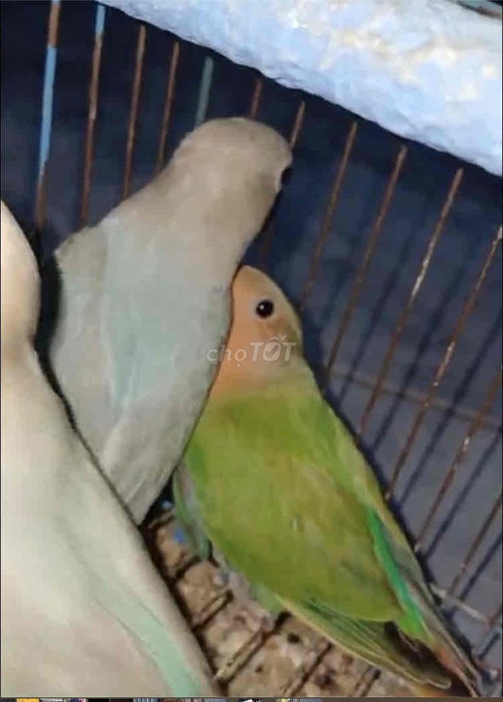 VẸT LOVEBIRD MÁI