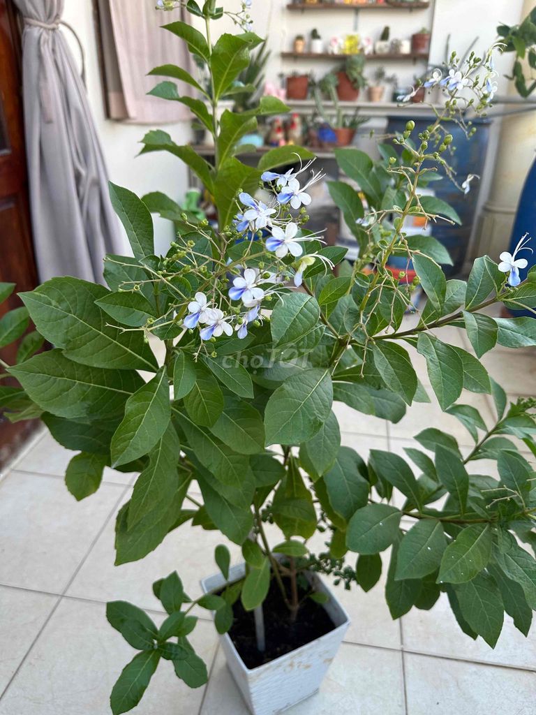 Cây Thanh điệp Xanh Trắng Nở hoa quanh năm. Mua bán Cây cảnh, đồ trang trí tại Thành phố Thủ Đức Tp Hồ Chí Minh được đăng bởi Nguyễn Phương hình 1