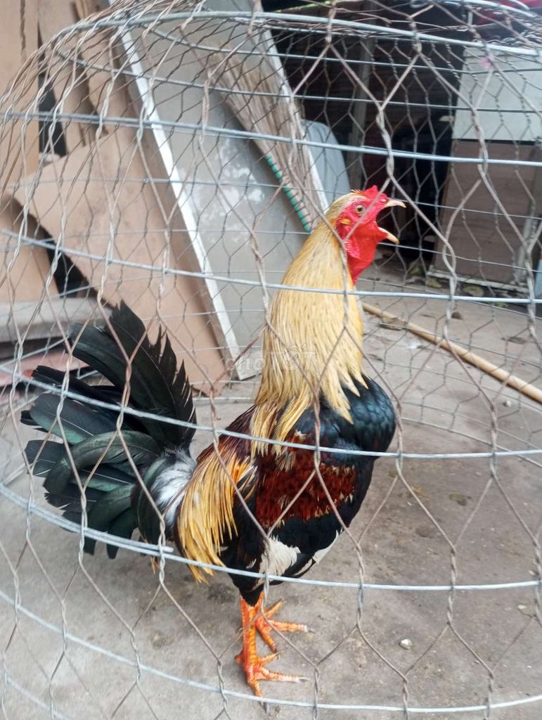 Bố gà mỹ nhập mẹ gà mỹ lai. Mua bán Gà tại Thành phố Biên Hòa Đồng Nai được đăng bởi Nguyễn Minh Đức hình 3