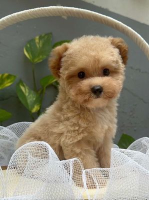 Chó poodle teacup tai bướm dễ thương. Mua bán Chó tại Quận Gò Vấp Tp Hồ Chí Minh được đăng bởi Phát Đạt 