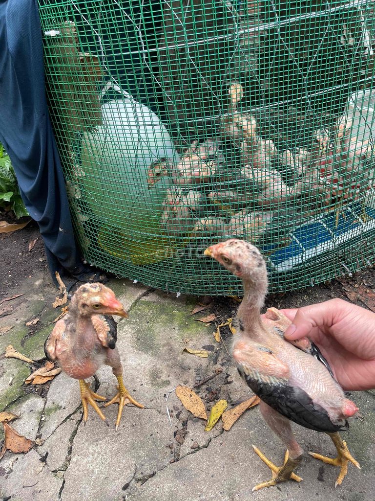 Gà đòn  nhiều màu đã tiêm phòng. Mua bán Gà tại Thành phố Biên Hòa Đồng Nai được đăng bởi Nguyen Tuan Tien hình 1