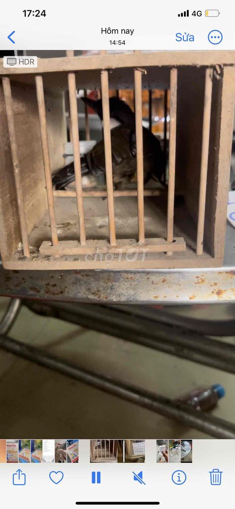 Chim cảnh Bộ to gl. Mua bán Chim tại Quận Bình Thạnh Tp Hồ Chí Minh được đăng bởi heri hình 1