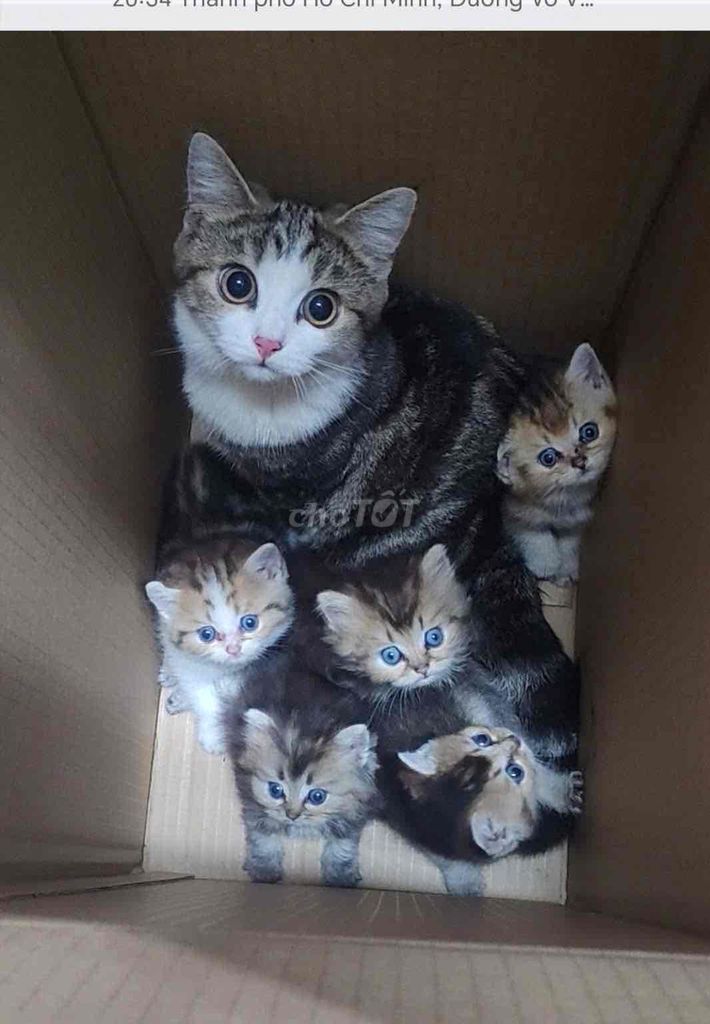 Mèo Anh đa sắc thái 2 tháng tuổi. Mua bán Mèo tại Quận Tân Phú Tp Hồ Chí Minh được đăng bởi Thuận Đông Phát hình 1