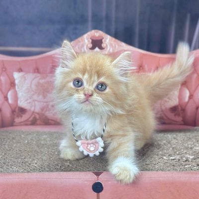 🧸💕 Em mèo Anh lông dài siêu xinh – ai nhìn cũng mê. Mua bán Mèo tại Quận 12 Tp Hồ Chí Minh được đăng bởi Thiều Minh Khôi