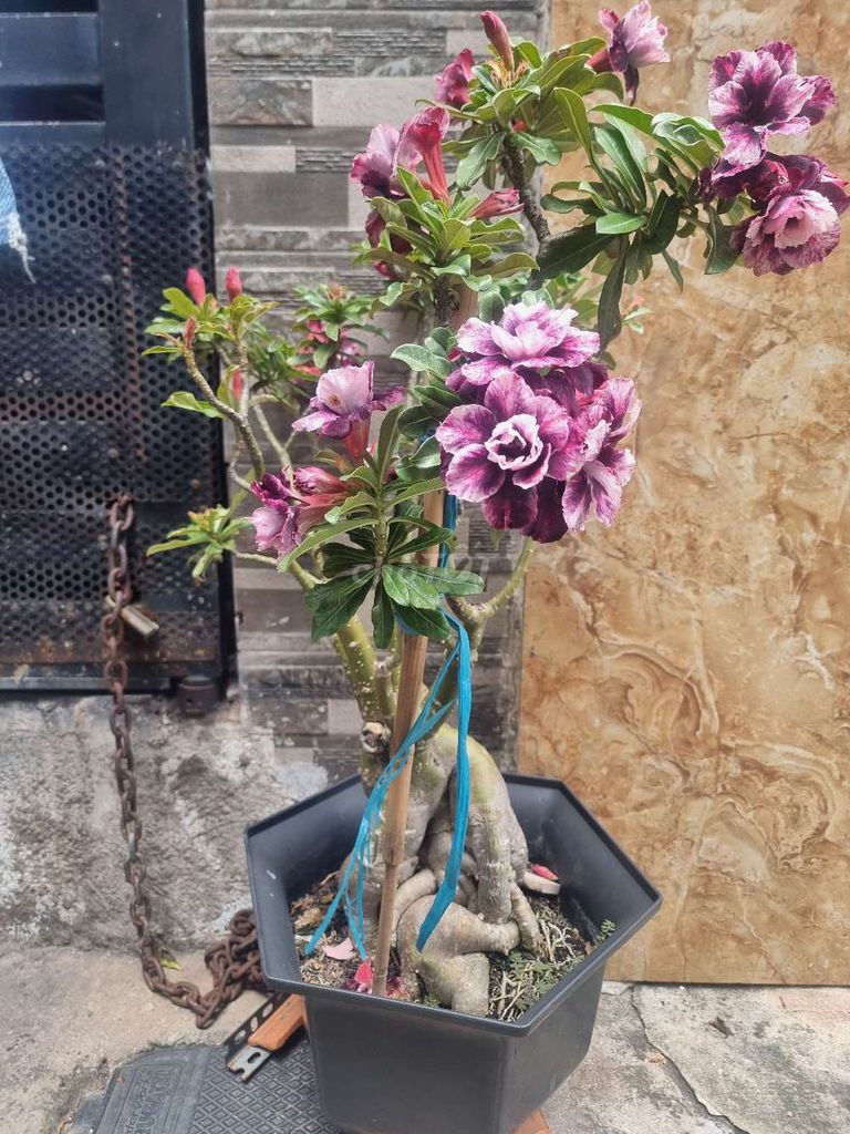 Cây sứ Tím trắng củ to. Mua bán Cây cảnh, đồ trang trí tại Quận Tân Phú Tp Hồ Chí Minh được đăng bởi NGUYỄN NAM hình 1