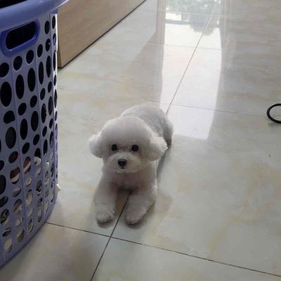 poodle teacup. Mua bán Chó tại Quận 6 Tp Hồ Chí Minh được đăng bởi NguyenLamTruong