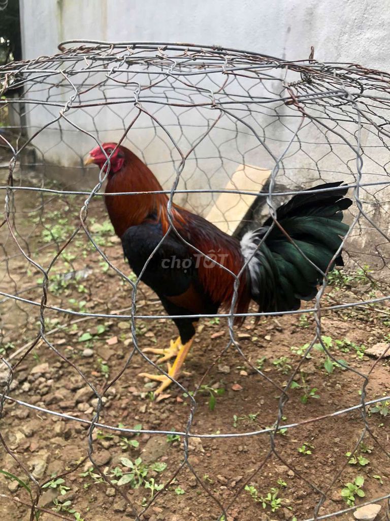 đìu chân vàng 2.6kg, máu mỹ nặng. Mua bán Gà tại Huyện Cù Lao Dung Sóc Trăng được đăng bởi PeN hình 1