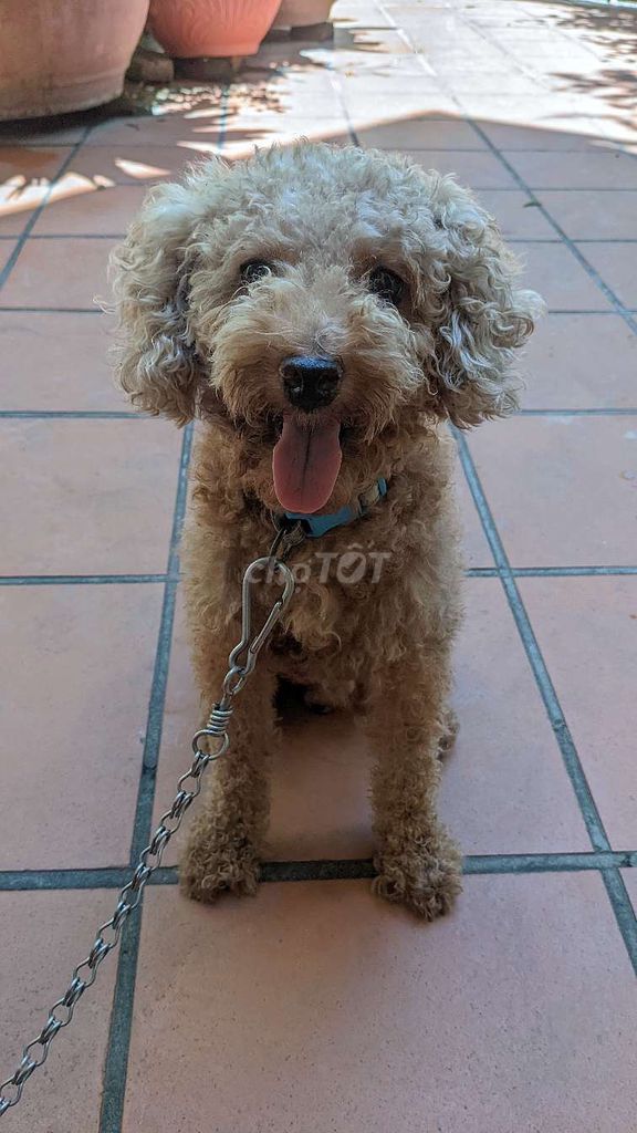 Chó Poodle Đực Nâu Đã tiêm. Mua bán Chó tại Quận Bắc Từ Liêm Hà Nội được đăng bởi thu trinh hình 1
