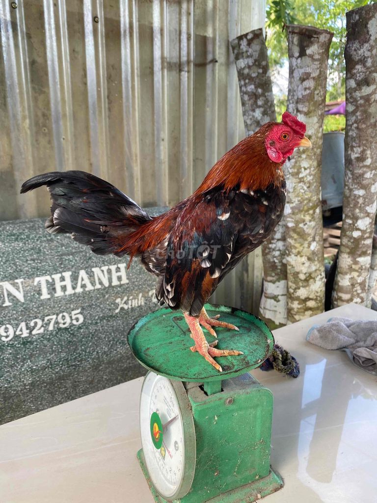 tre bắt 5lang điều bông. Mua bán Gà tại Huyện Mang Thít Vĩnh Long được đăng bởi tuan anh hình 1