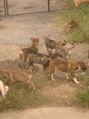 bán có cỏ. Mua bán Chó tại Huyện Gia Lâm Hà Nội được đăng bởi Nguyễn Hùng