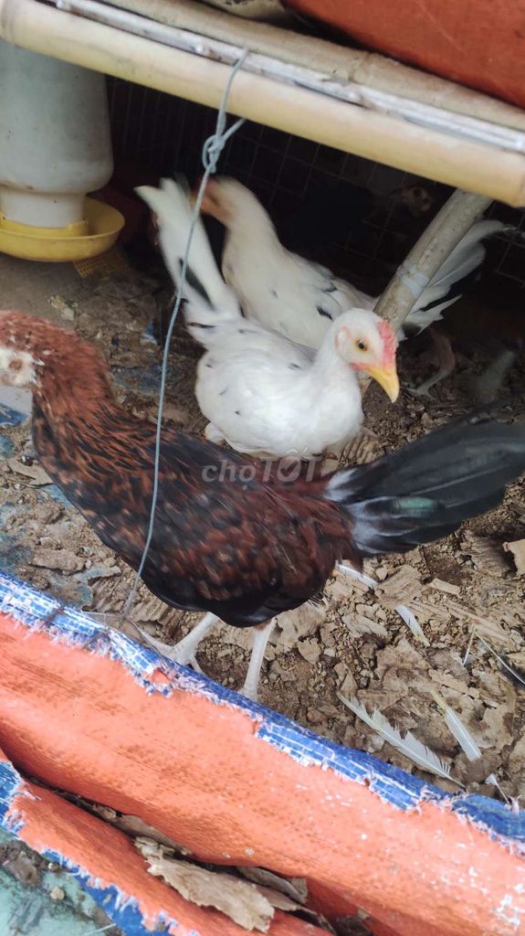 300k 1 em trống tre 3 tháng trạng đá 1,2kg . Mua bán Gà tại Quận 1 Tp Hồ Chí Minh được đăng bởi Gà Tre Phở QN TPHCM hình 1