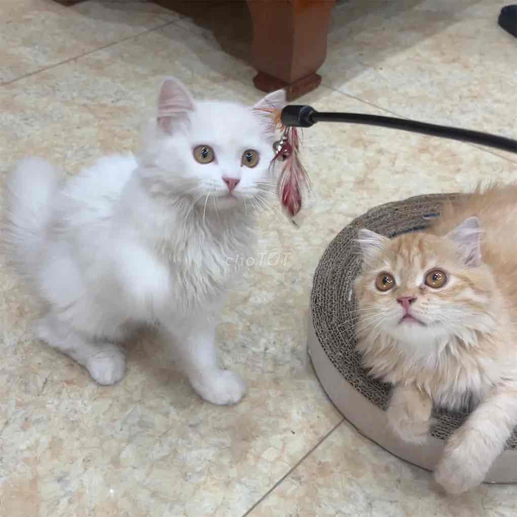 Mèo Anh lông dài trắng 6 tháng tuổi. Mua bán Mèo tại Quận Hai Bà Trưng Hà Nội được đăng bởi Nguyễn Hương Duyên hình 1