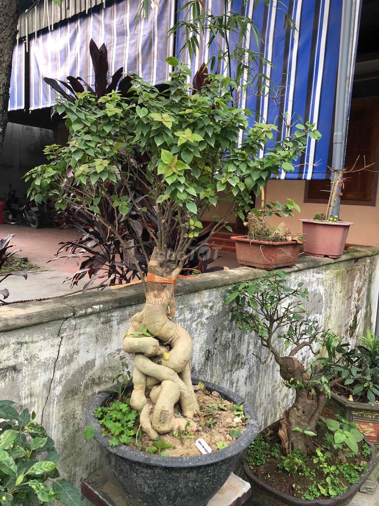 Cây cảnh Hoa giấy cốt đẹp. Mua bán Cây cảnh, đồ trang trí tại Huyện Đô Lương Nghệ An được đăng bởi bảo ngọc hình 1