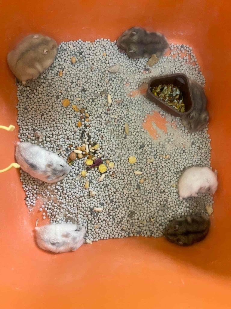 Bán chuột hamster robo và winter white các màu