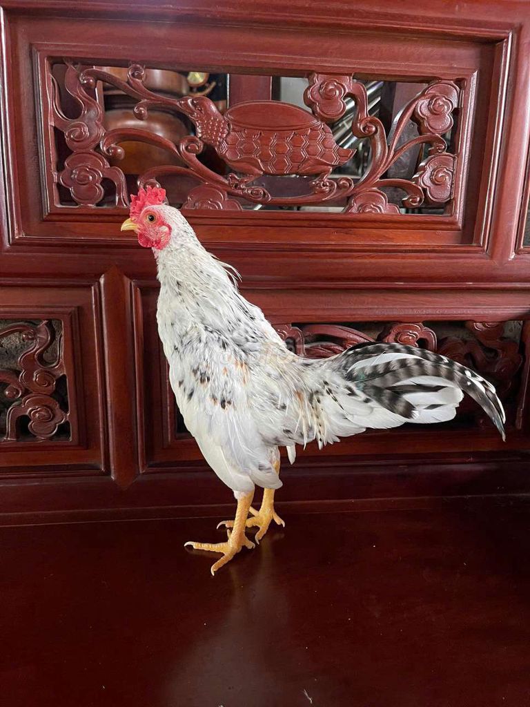 Gà tre Mini Trắng Đen Nâu Nuôi cảnh Nghe gáy. Mua bán Gà tại Thị xã Bến Cát Bình Dương được đăng bởi Gà Tre Cảnh  hình 1