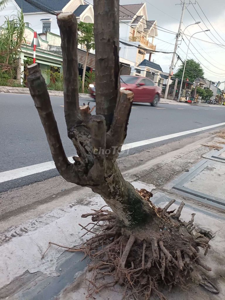 Cây Phát Tài Vanh 40cm. Mua bán Cây cảnh, đồ trang trí tại Huyện Củ Chi Tp Hồ Chí Minh được đăng bởi Tiến Dũng hình 1