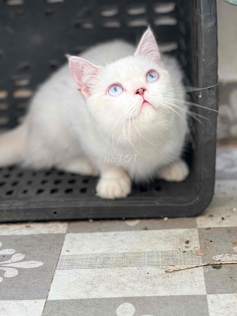 bé mèo đực trắng mắt xanh