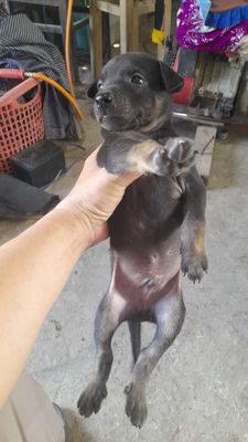 Chó Becgie lai con